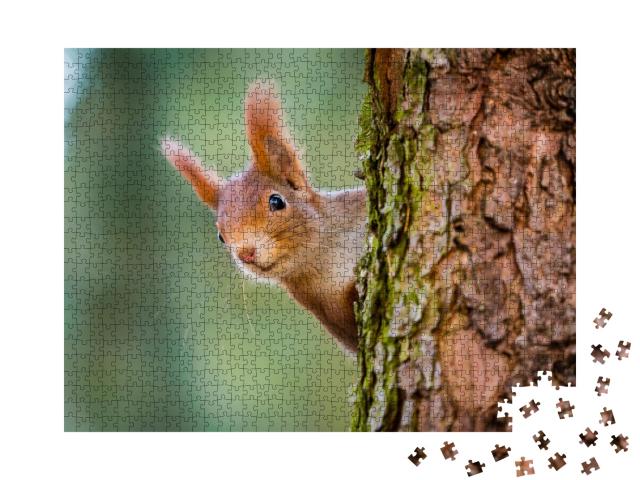 Puzzle de 1000 pièces « Un écureuil rouge curieux sort de derrière le tronc d'arbre »