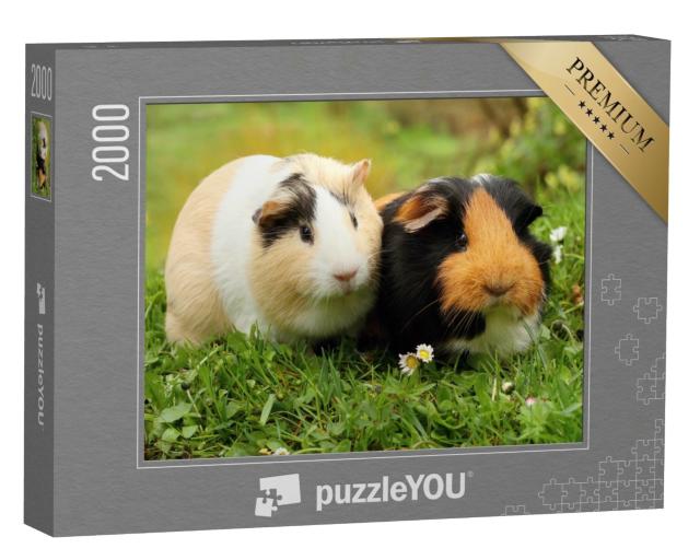 Puzzle de 2000 pièces « Deux adorables cochons d'Inde »