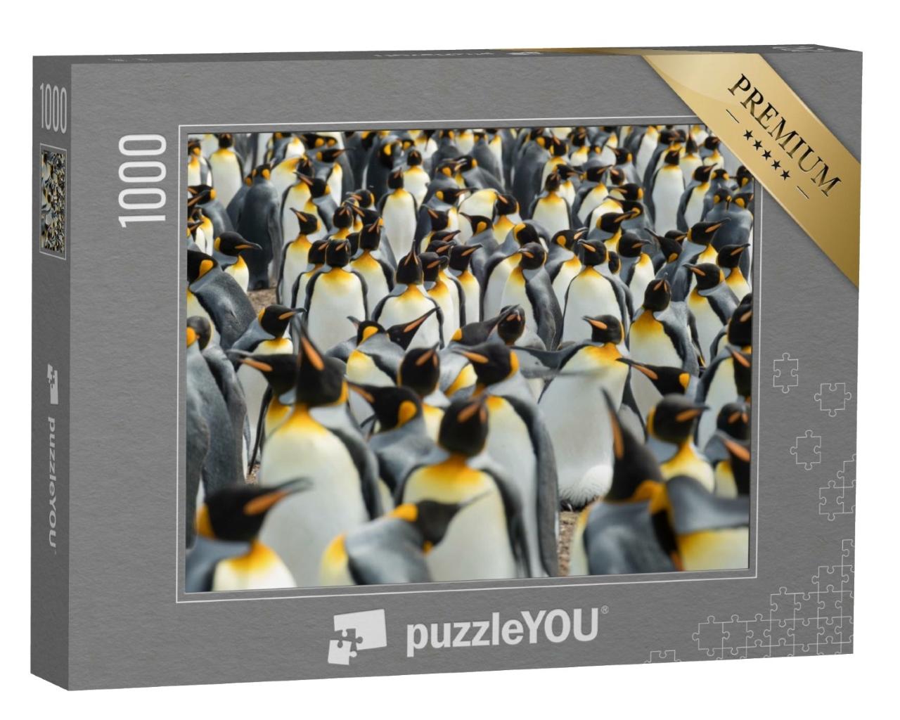 Puzzle de 1000 pièces « Pingouins royaux dans leur colonie »
