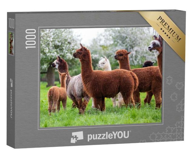 Puzzle de 1000 pièces « Un troupeau d'alpagas dans une prairie au printemps »