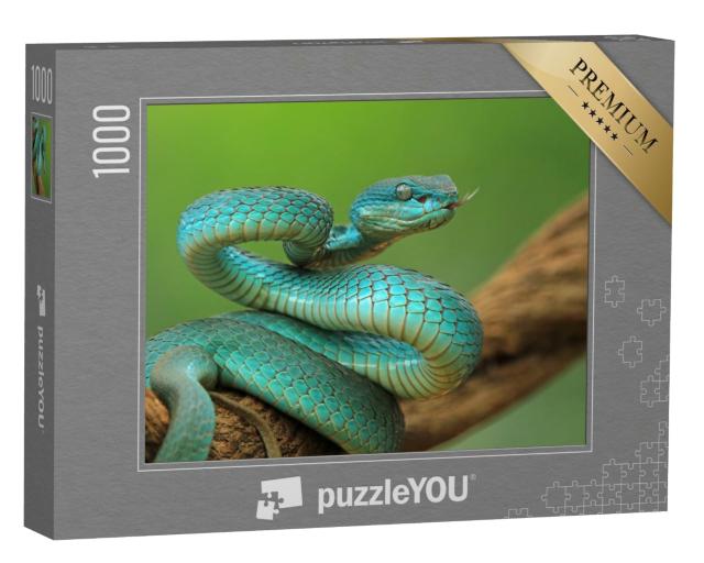 Puzzle de 1000 pièces « Vipère sur une branche, serpent bleu de l'île prêt à attaquer »