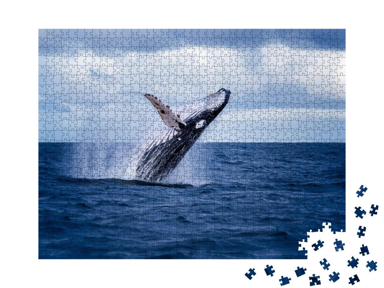 Puzzle de 1000 pièces « Baleine à bosse sautant hors de l'eau, Australie »
