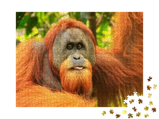 Puzzle de 1000 pièces « Portrait d'un orang-outan de Sumatra mâle »