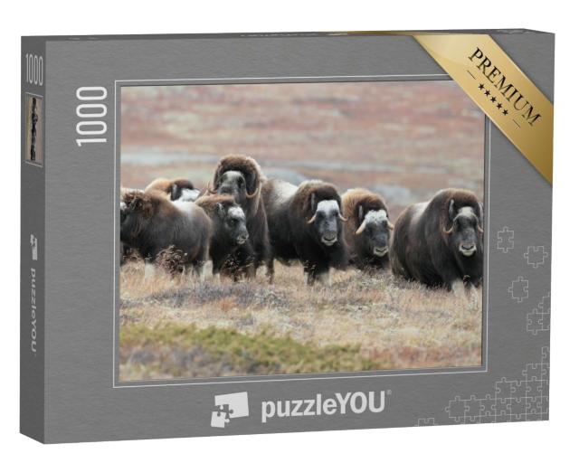 Puzzle de 1000 pièces « Un troupeau de bœufs musqués dans le parc national de Dovrefjell, Norvège »