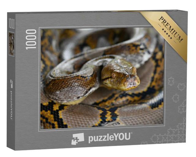 Puzzle de 1000 pièces « Python réticulé Serpent de Bornéo, Python reticulatus »