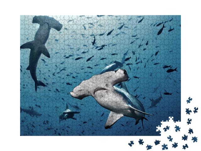 Puzzle de 1000 pièces « Requins-marteaux en chasse, île de Cocos, Costa Rica »