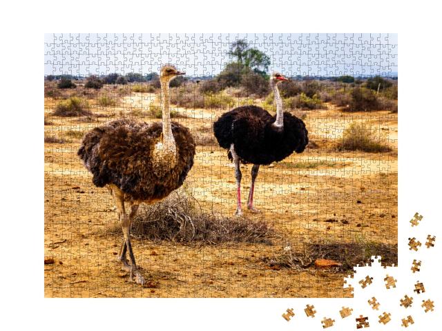 Puzzle de 1000 pièces « Autruche femelle et mâle dans la région semi-désertique, Cap-Occidental en Afrique du Sud »