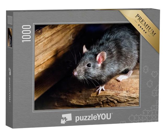 Puzzle de 1000 pièces « Le rat noir, également connu sous le nom de rat de bateau ou rat domestique »