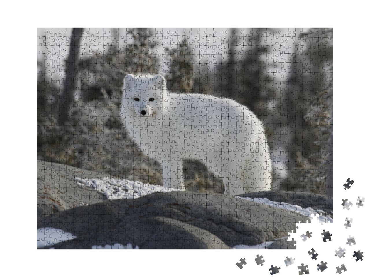 Puzzle de 1000 pièces « Le renard arctique, Vulpes Lagopus, en fourrure blanche d'hiver »