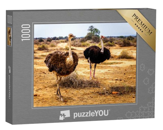 Puzzle de 1000 pièces « Autruche femelle et mâle dans la région semi-désertique, Cap-Occidental en Afrique du Sud »