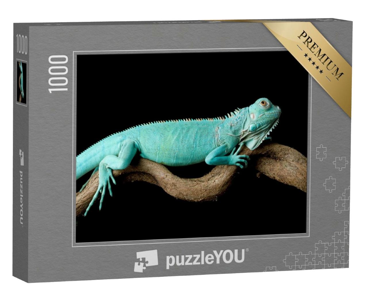 Puzzle de 1000 pièces « Iguane bleu, Cyclura Lewisi »