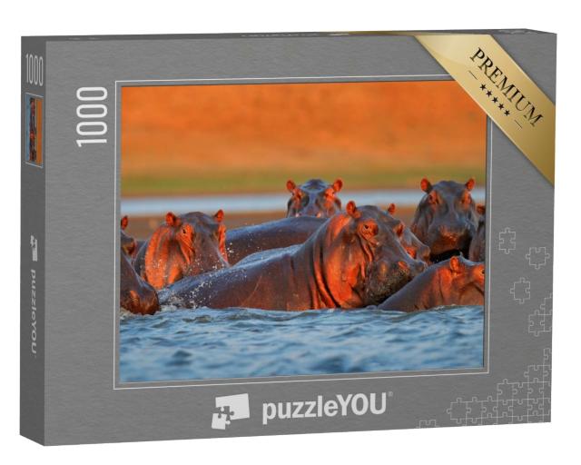 Puzzle de 1000 pièces « Hippopotames se baignant dans la lumière du soir, Zimbabwe, Afrique »