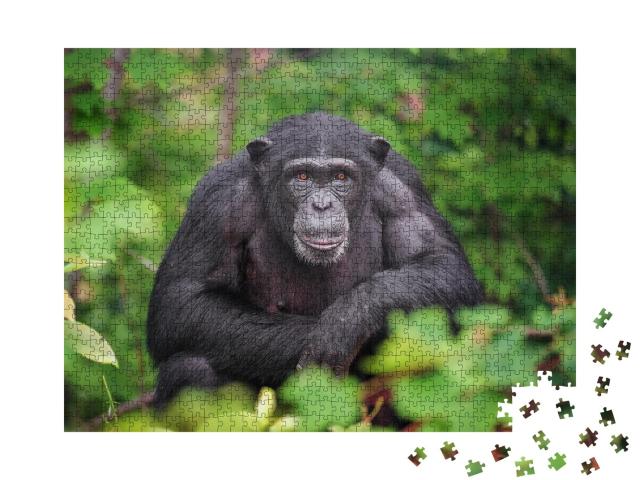 Puzzle de 1000 pièces « Enclos avec des chimpanzés »