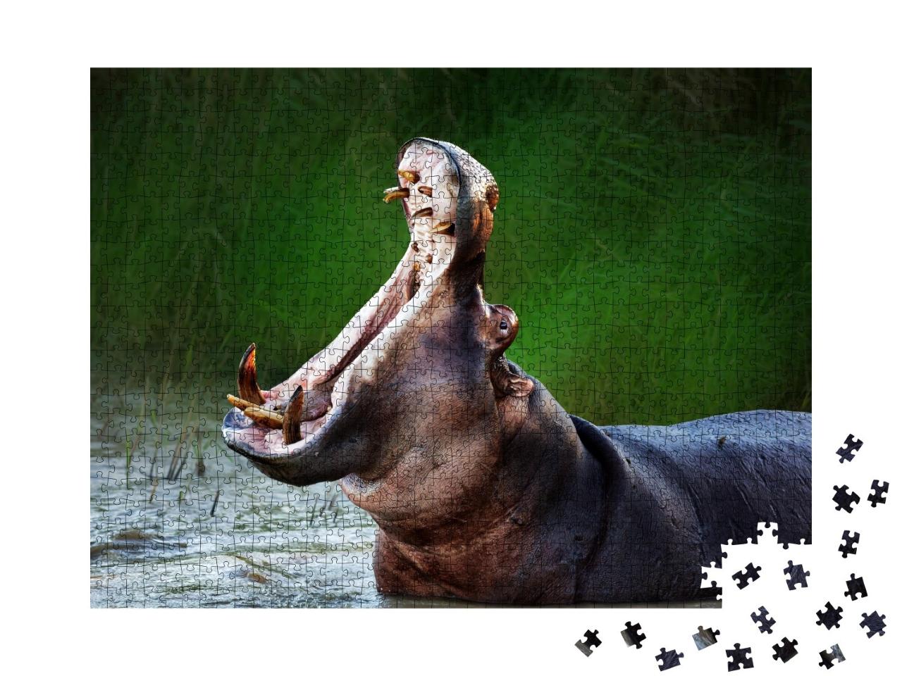 Puzzle de 1000 pièces « Hippopotame à gueule ouverte »