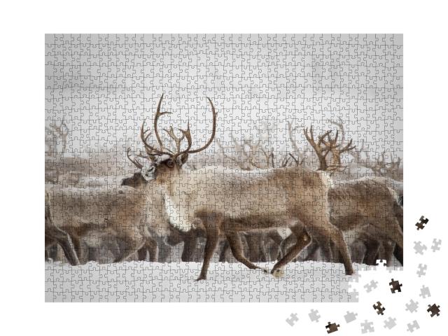 Puzzle de 1000 pièces « Migration des rennes vers les zones de reproduction »