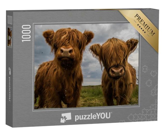 Puzzle de 1000 pièces « Deux bovins Highland »
