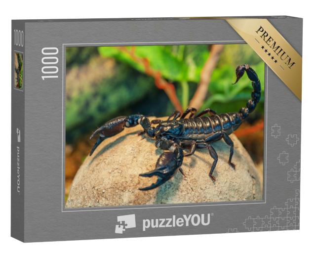Puzzle de 1000 pièces « Scorpion noir, également connu sous le nom de scorpion impérial »