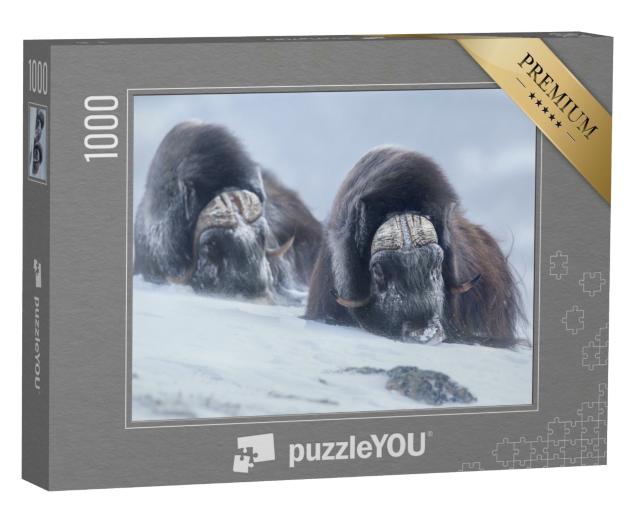 Puzzle de 1000 pièces « Deux bœufs musqués dans l'hiver norvégien »