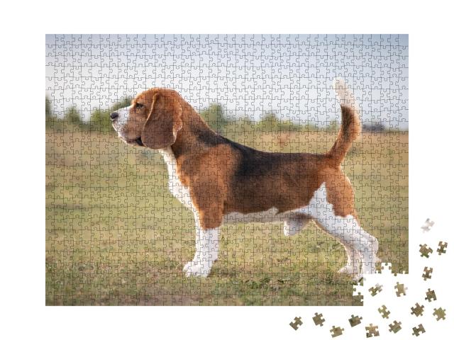 Puzzle de 1000 pièces « Un beagle prêt à chasser »