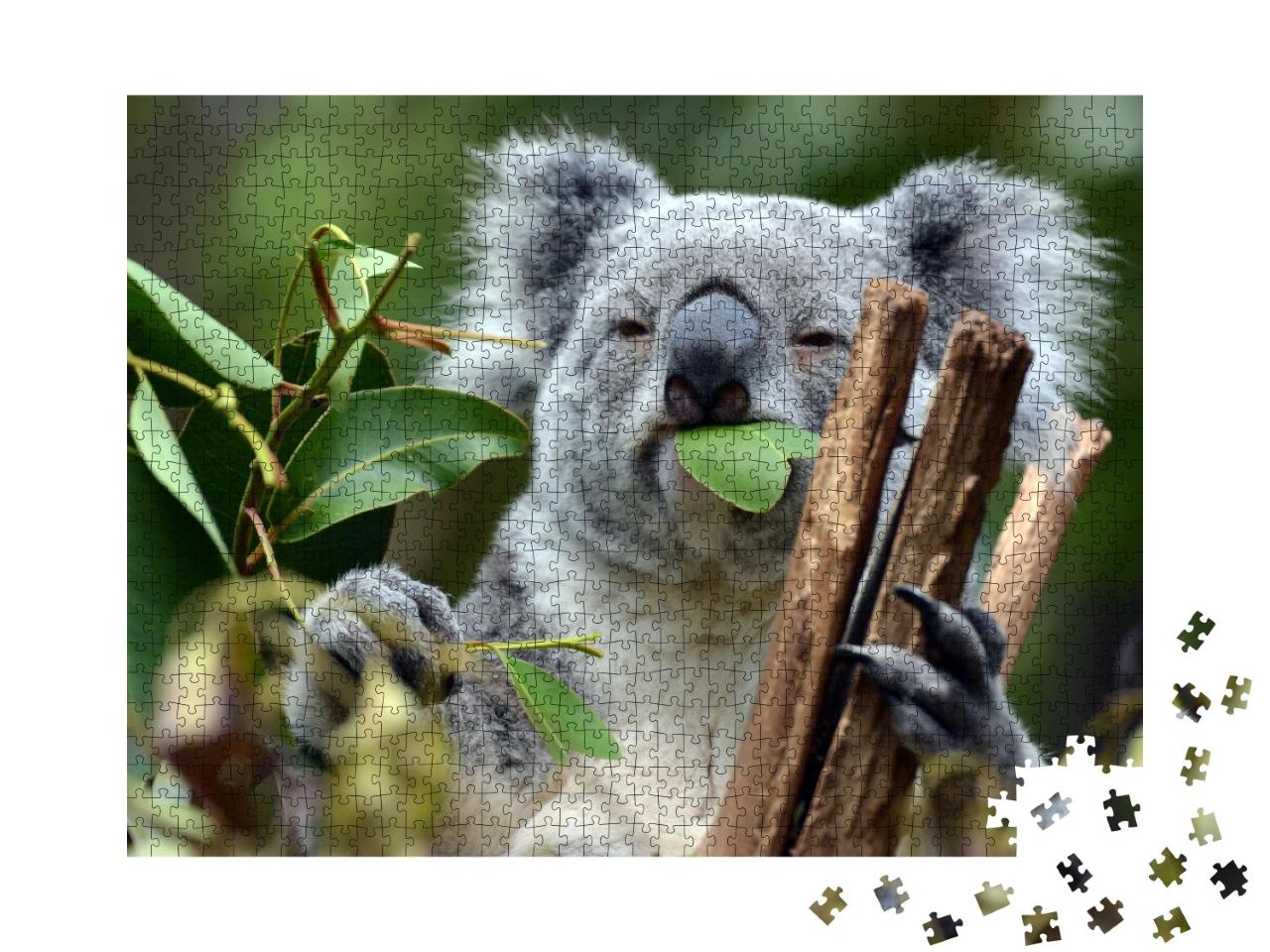 Puzzle de 1000 pièces « Koala dans le sanctuaire de koalas de Lone Pine à Brisbane »