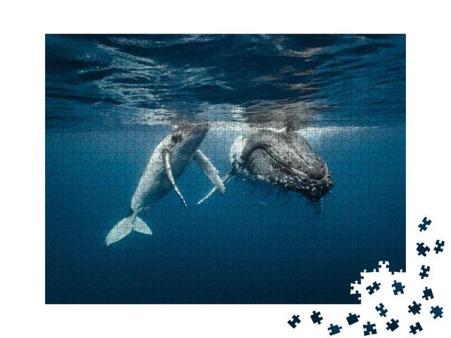 Puzzle de 1000 pièces « Une mère baleine à bosse et son baleineau dans des eaux cristallines »