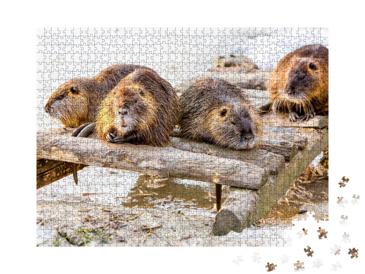Puzzle de 1000 pièces « Une famille de castors fait une pause »
