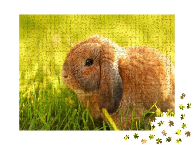 Puzzle de 1000 pièces « Petit lapin aux oreilles pendantes assis sur la pelouse »