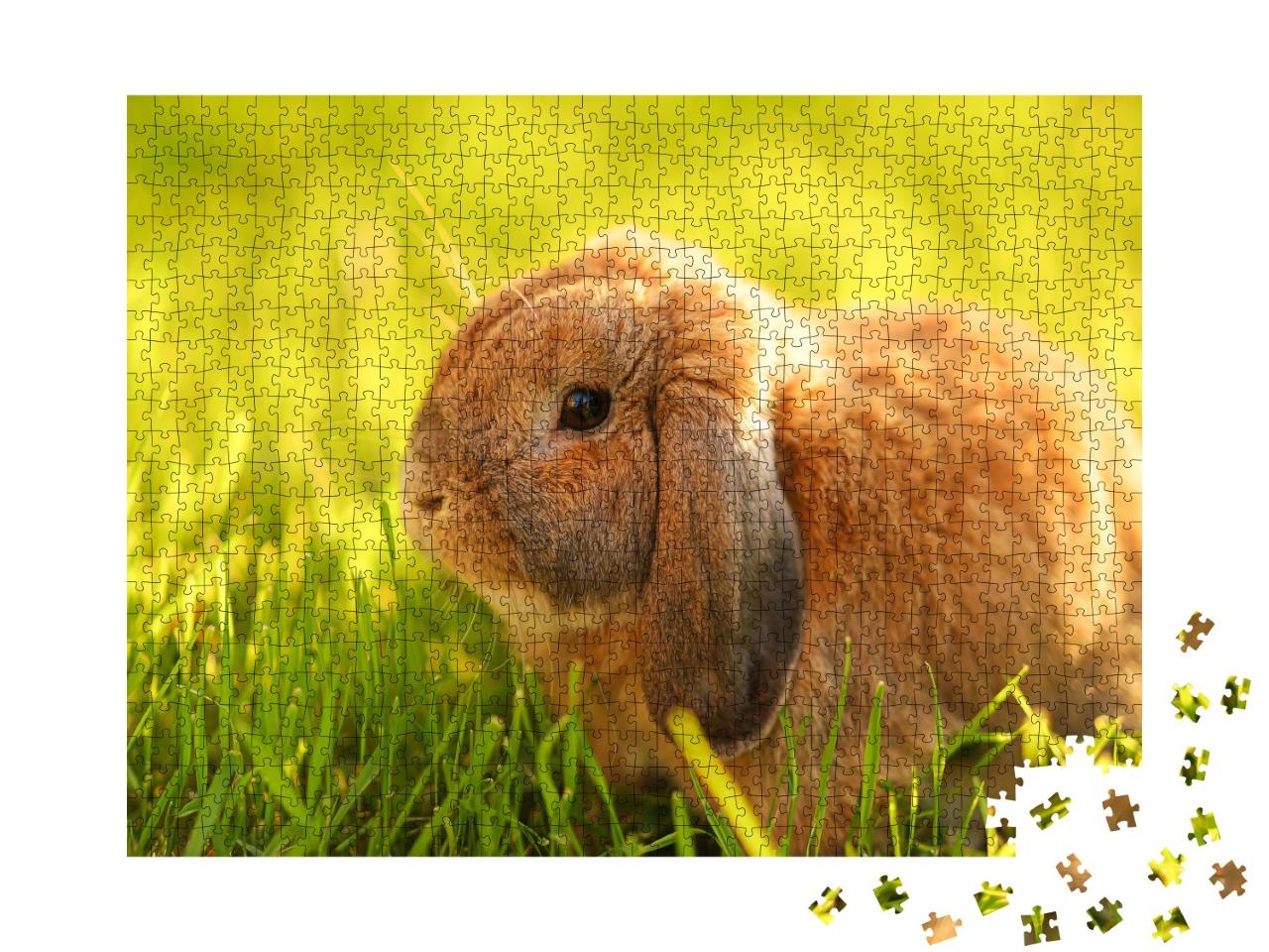 Puzzle de 1000 pièces « Petit lapin aux oreilles pendantes assis sur la pelouse »