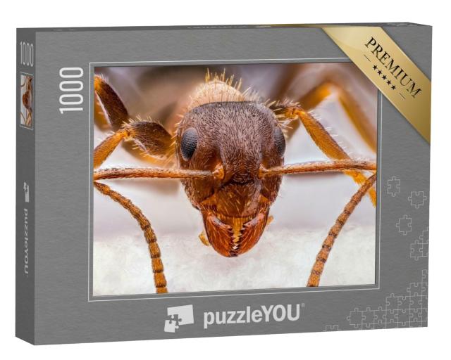 Puzzle de 1000 pièces « Minuscule fourmi rouge en gros plan »