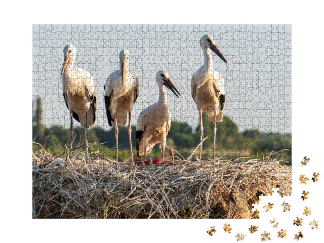 Puzzle de 1000 pièces « Cigognes et moineaux dans le paysage de nids de cigognes »