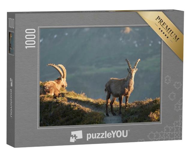 Puzzle de 1000 pièces « Bouquetin, Bouquetin des Alpes, Alpes suisses »