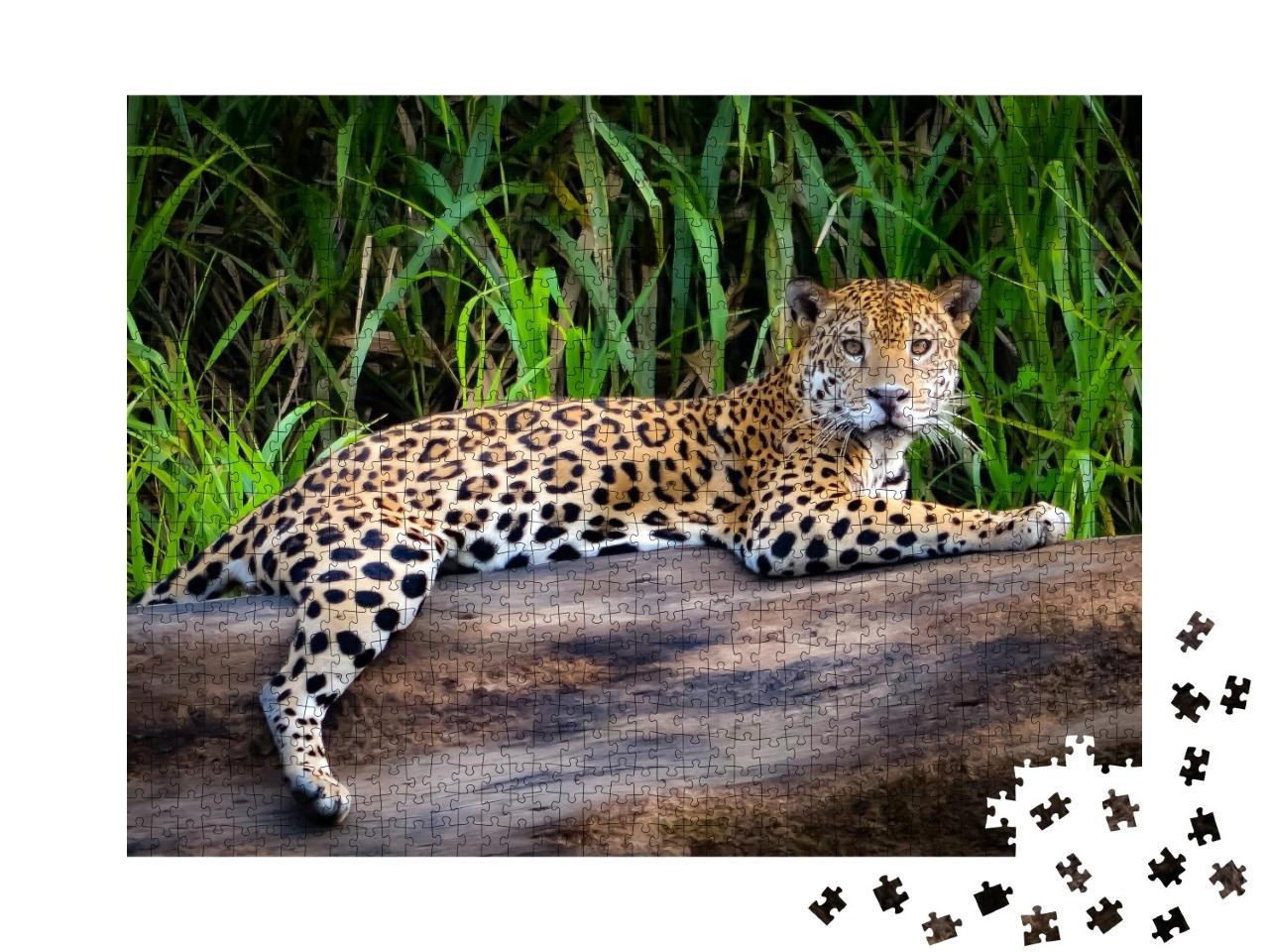 Puzzle de 1000 pièces « Un jaguar en Amazonie péruvienne »
