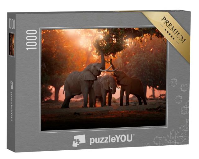 Puzzle de 1000 pièces « Eléphant se nourrissant dans le parc national de Mana Pools, Zimbabwe »