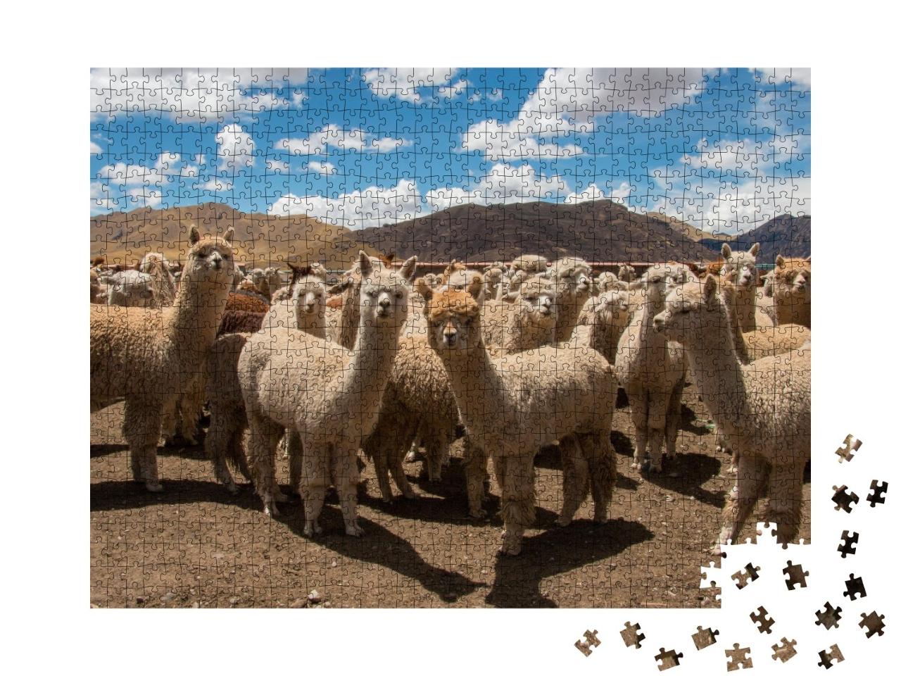 Puzzle de 1000 pièces « Alpagas paissant près de Cusco, Andes, Pérou »