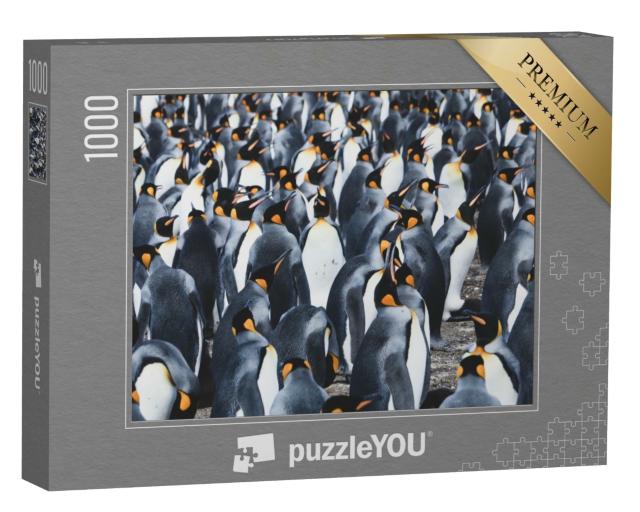 Puzzle de 1000 pièces « Grande colonie de manchots royaux sur les îles Falkland »
