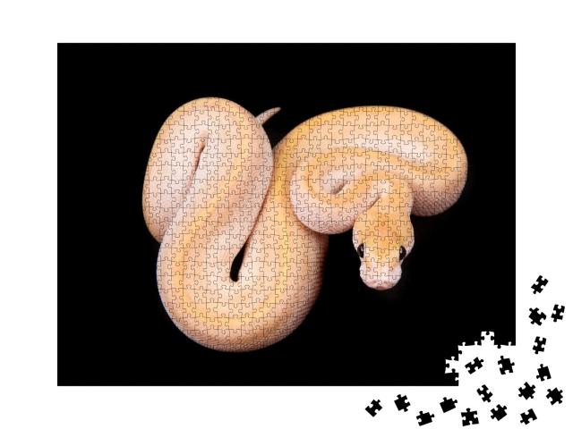 Puzzle de 1000 pièces « Python boule ou python royal à la peau claire »