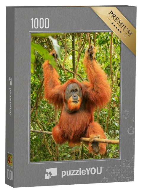 Puzzle de 1000 pièces « Orang-outan de Sumatra mâle, parc national de Gunung Leuser »