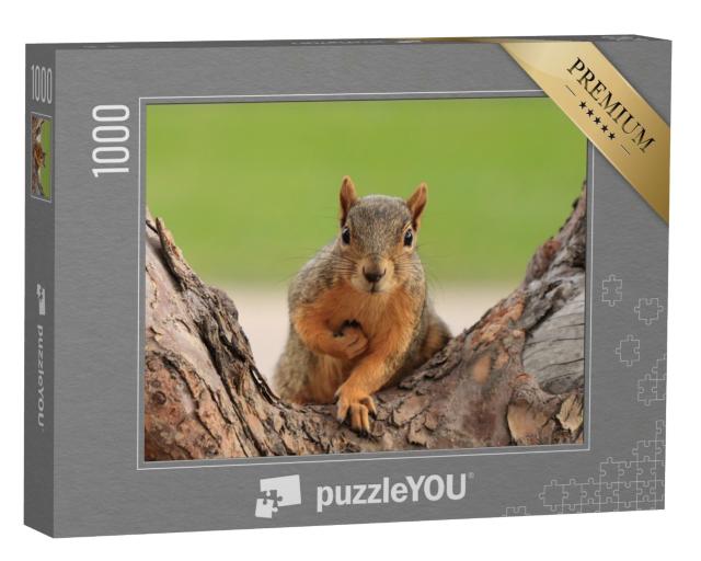 Puzzle de 1000 pièces « Portrait d'un écureuil roux, Sciurus niger, Denver, Colorado »