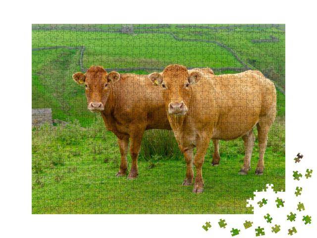 Puzzle de 1000 pièces « Deux belles vaches limousines sur les High Fells près de Keld dans le North Yorkshire »