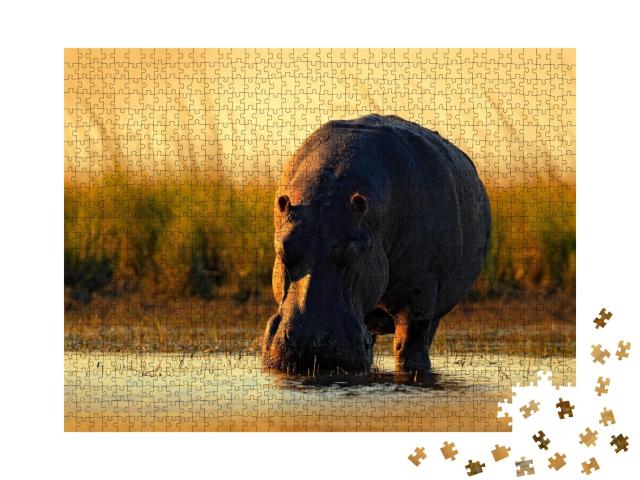 Puzzle de 1000 pièces « Hippopotame africain dans la lumière du soir, Botswana, Afrique »