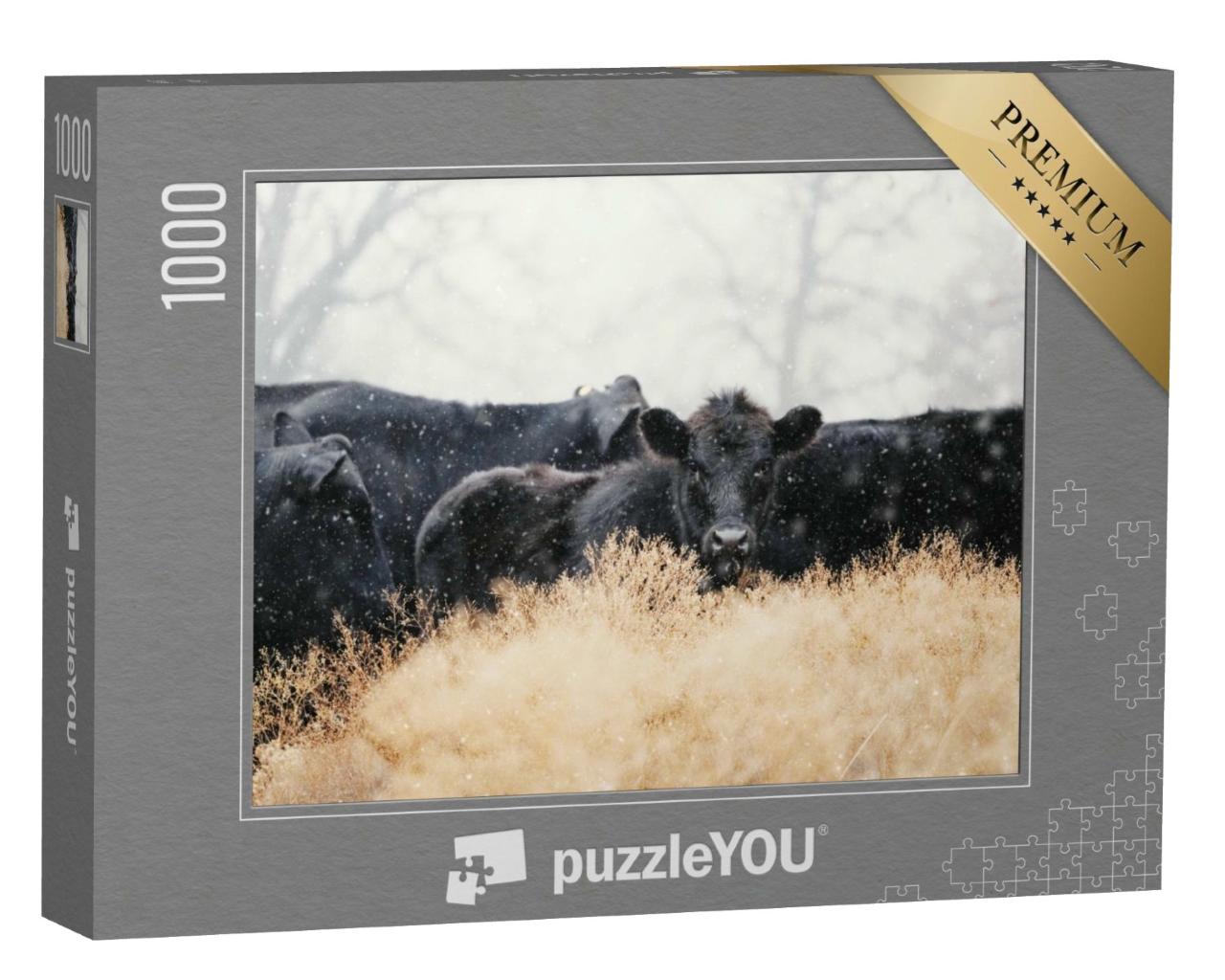 Puzzle de 1000 pièces « Veaux Black Angus avec un troupeau de vaches dans une tempête de neige »