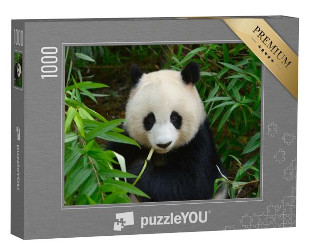 Puzzle de 1000 pièces « Panda géant dans les bambous, Chengdu, Chine »