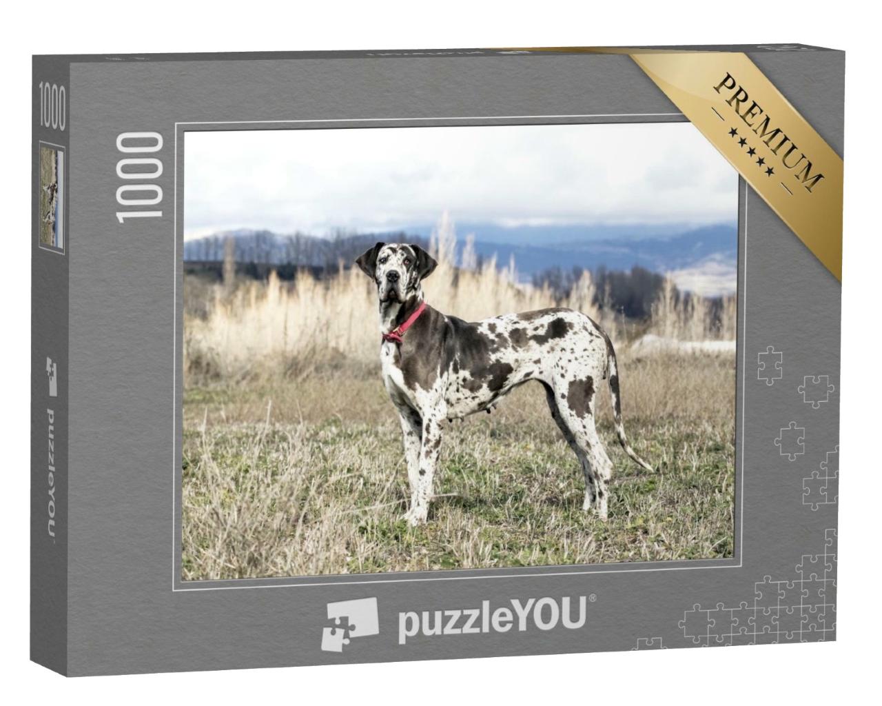 Puzzle de 1000 pièces « Femelle dogue arlequin, également appelé dogue allemand »