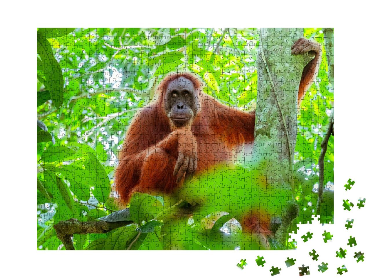 Puzzle de 1000 pièces « Orang-outan femelle assis sur un tronc d'arbre, Indonésie »