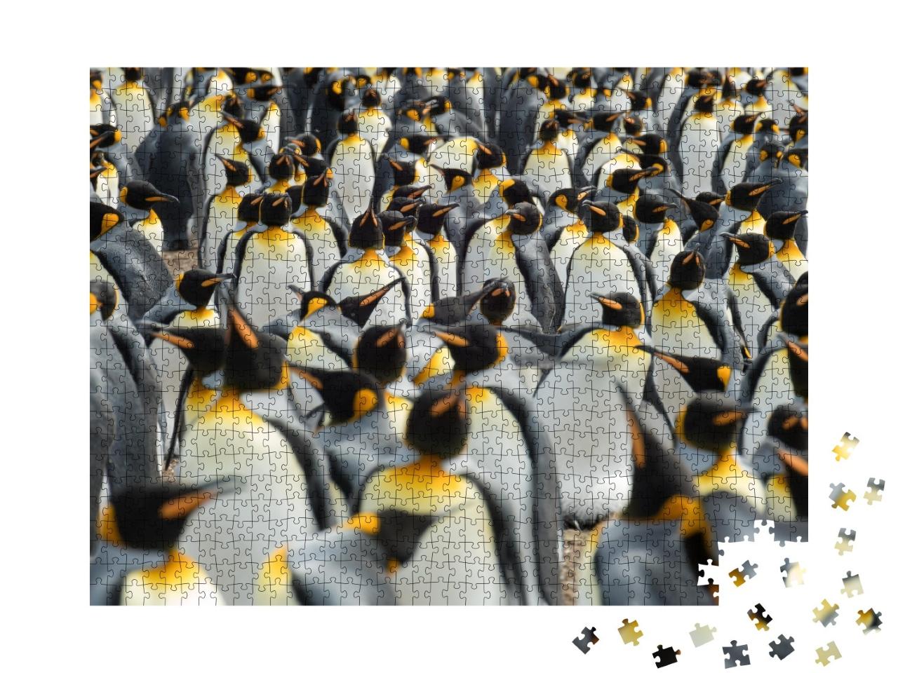 Puzzle de 1000 pièces « Pingouins royaux dans leur colonie »