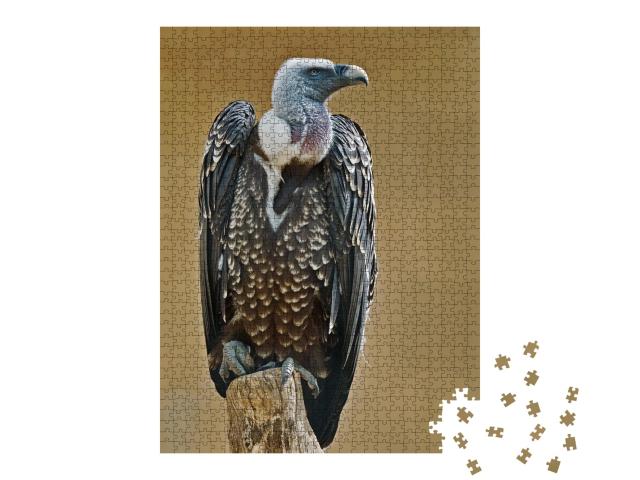 Puzzle de 1000 pièces « Exemplaire de vautour fauve de Rüppell »