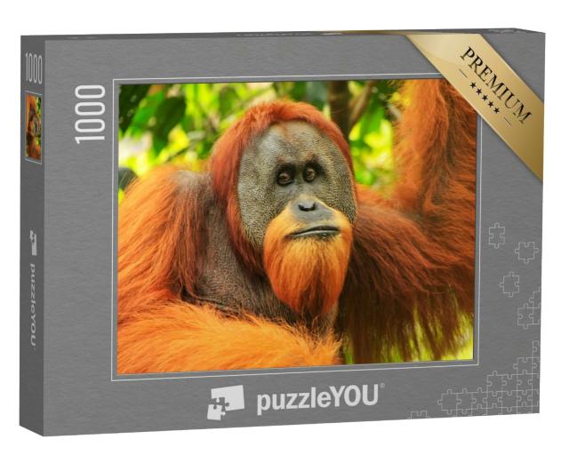 Puzzle de 1000 pièces « Portrait d'un orang-outan de Sumatra mâle, Indonésie »