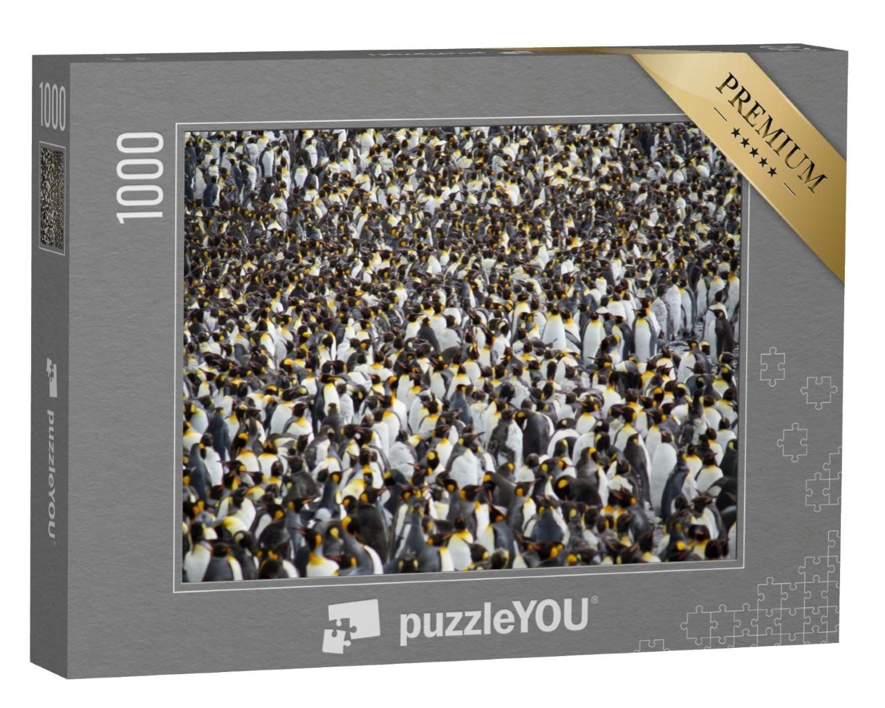 Puzzle de 1000 pièces « Immense colonie de manchots royaux »