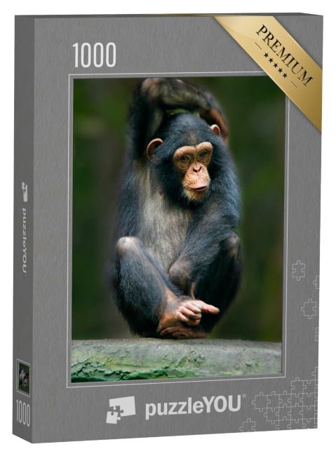 Puzzle de 1000 pièces « Chimpanzé comme singe humain d'Afrique »