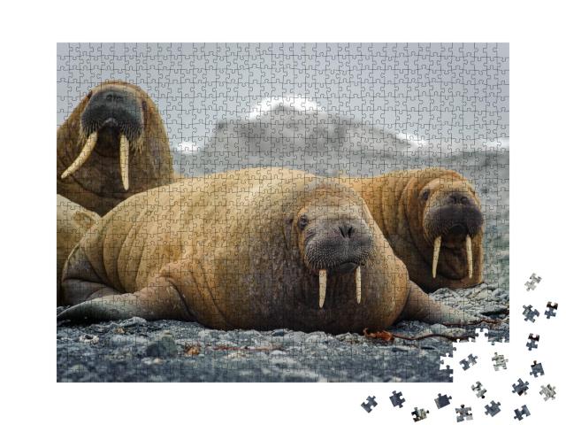 Puzzle de 1000 pièces « Des morses allongés sur une plage de l'Arctique »